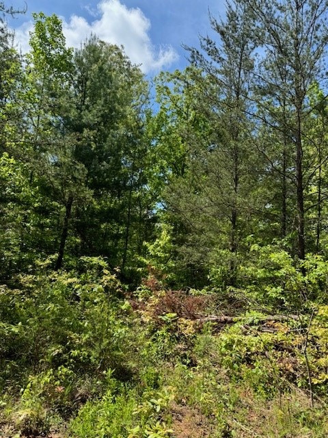 Lot 12 Paradise Property Photo 2