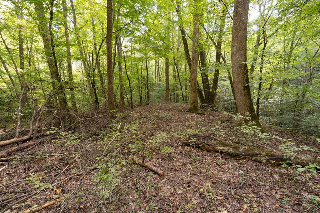 26.98 Ac Tr 2 Tusquittee Property Photo 26