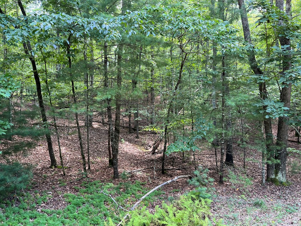 0 Sheep Knob Property Photo 10