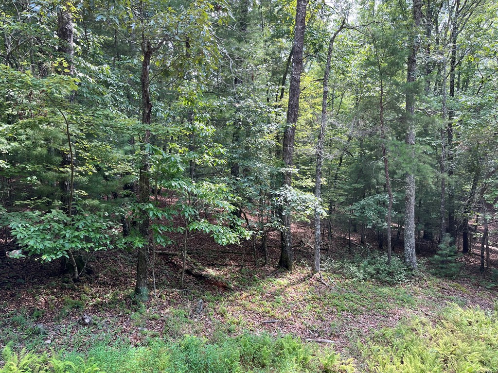 0 Sheep Knob Property Photo 11