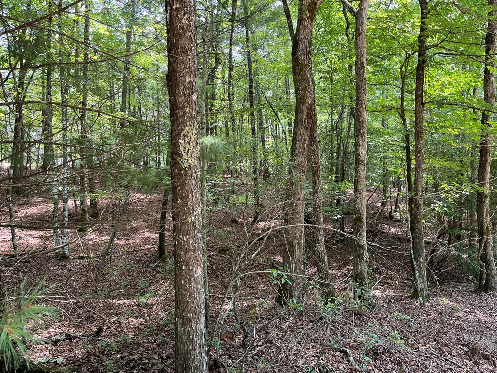 0 Sheep Knob Property Photo 12