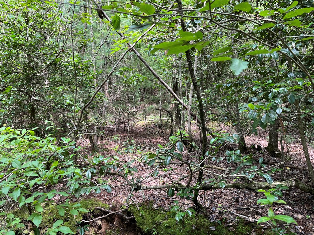 0 Sheep Knob Property Photo 14