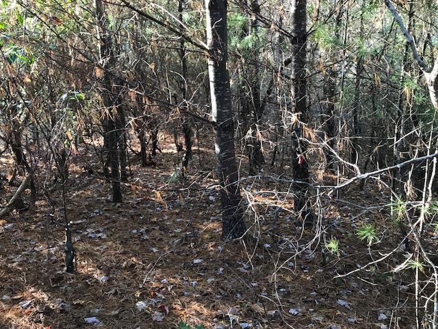 19d&e 19d&e Braves Landing Property Photo 5