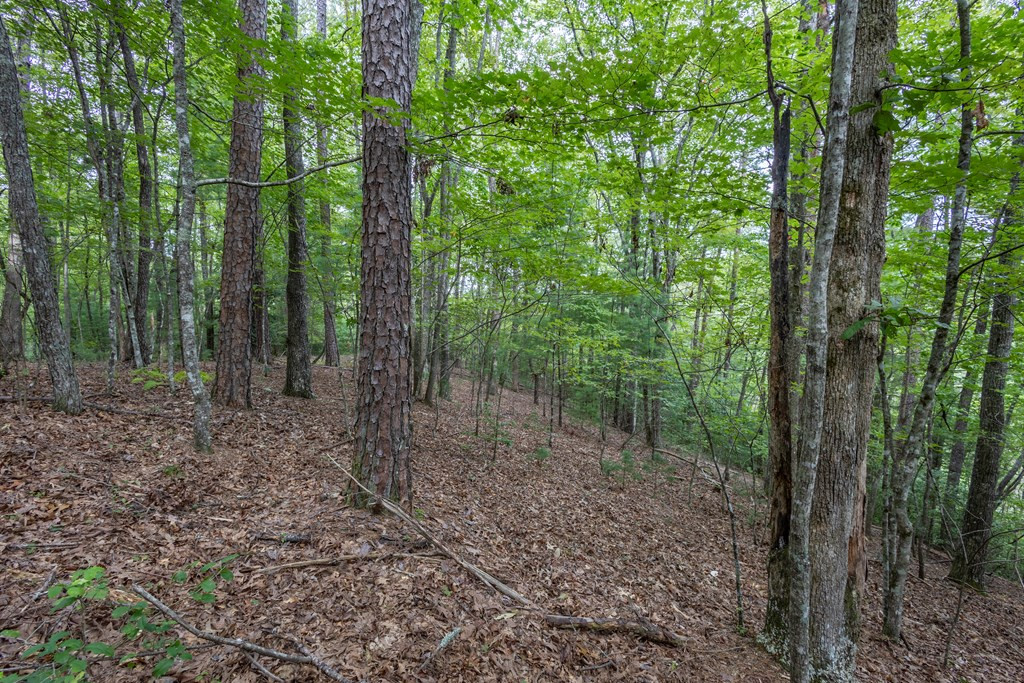 Lot 26 26 Persimmon Road Property Photo 6