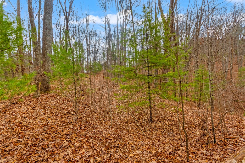 3.45 Ac Guy Eller Road Property Photo 9