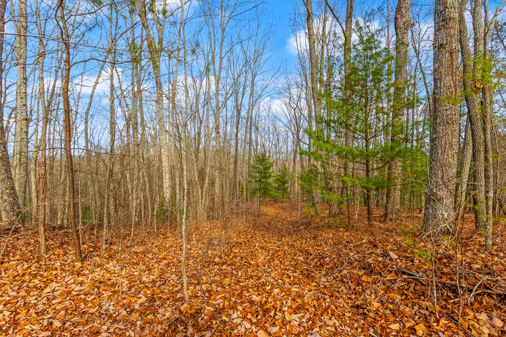 3.45 Ac Guy Eller Road Property Photo 11