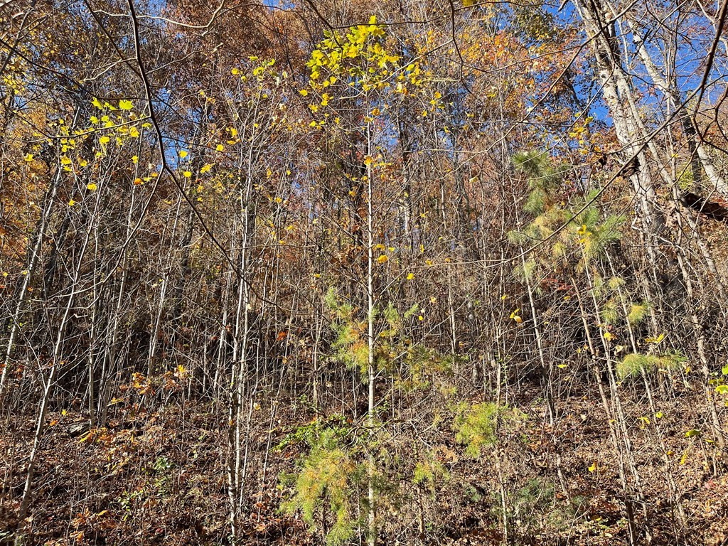 36 54c Ash Branch Circle Property Photo 4