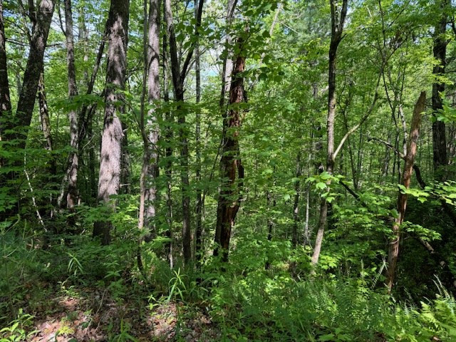 Lot 16 Paradise Property Photo 5