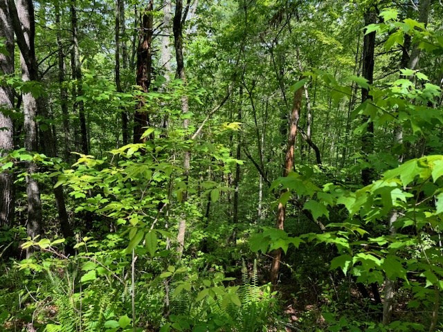 Lot 16 Paradise Property Photo 6