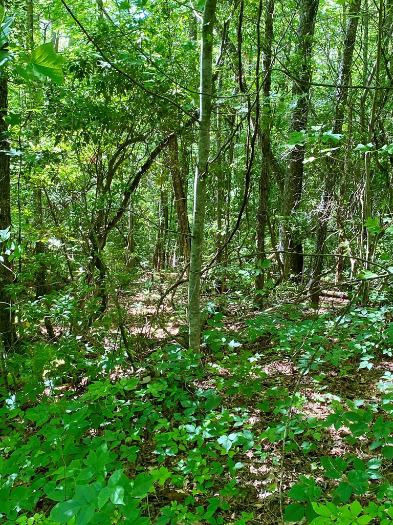 00 Deer Run Property Photo 3