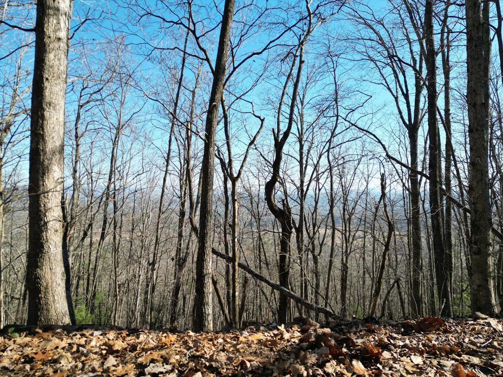 20.05 Ac 5-23 Treehouse Trail Property Photo 2