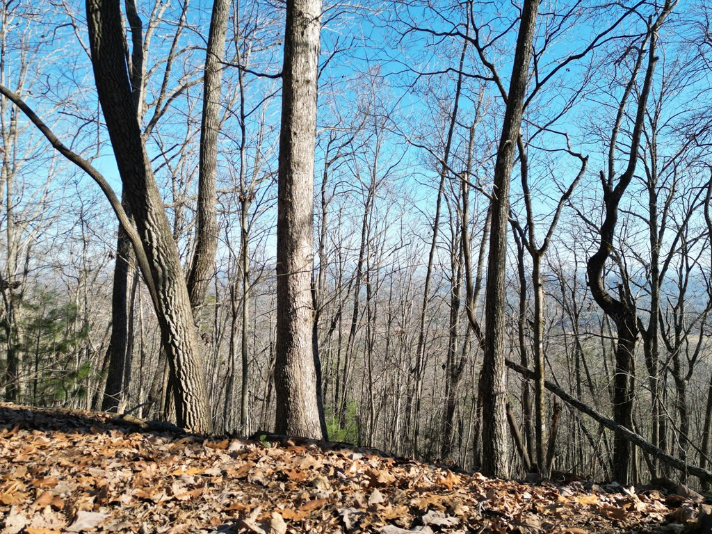 20.05 Ac 5-23 Treehouse Trail Property Photo 3