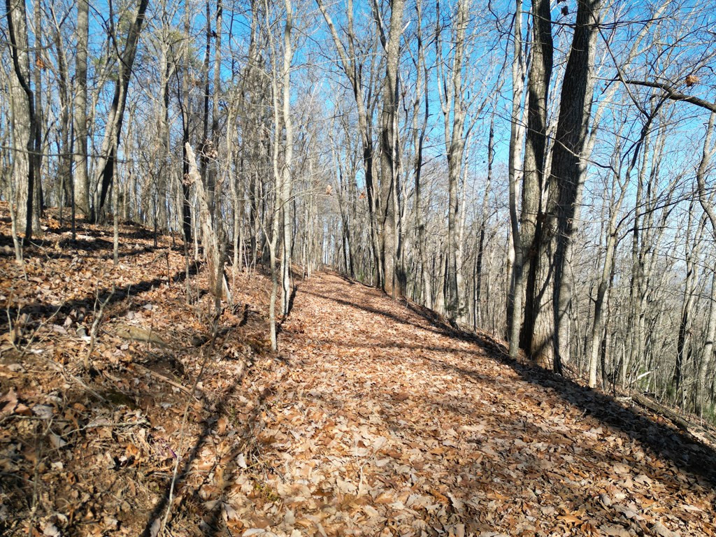 20.05 Ac 5-23 Treehouse Trail Property Photo 4