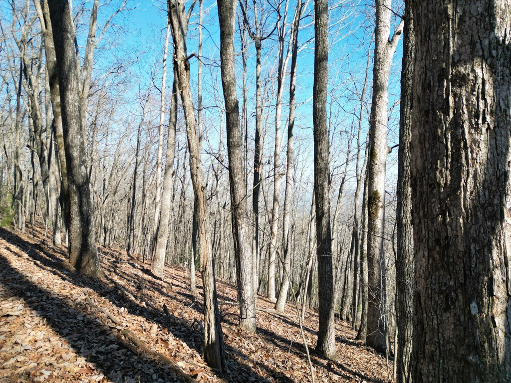 20.05 Ac 5-23 Treehouse Trail Property Photo 6