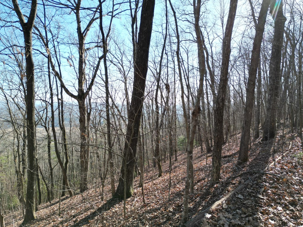 20.05 Ac 5-23 Treehouse Trail Property Photo 9