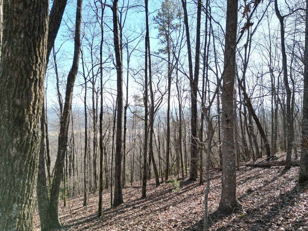 20.05 Ac 5-23 Treehouse Trail Property Photo 11