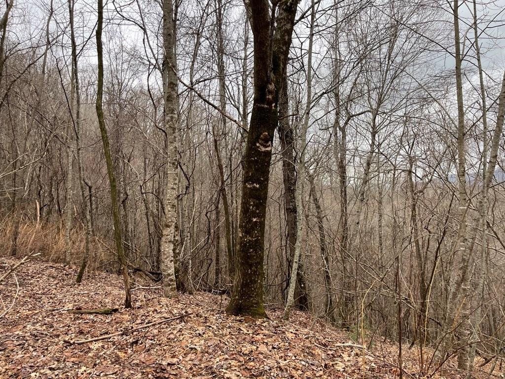19 Lots Crockett Property Photo 18