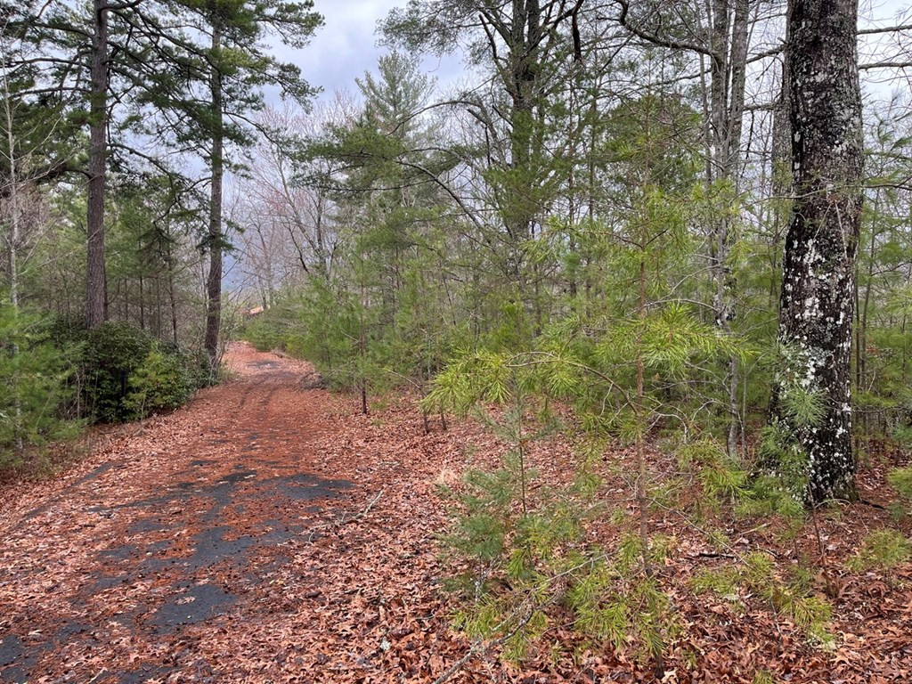 19 Lots Crockett Property Photo 40