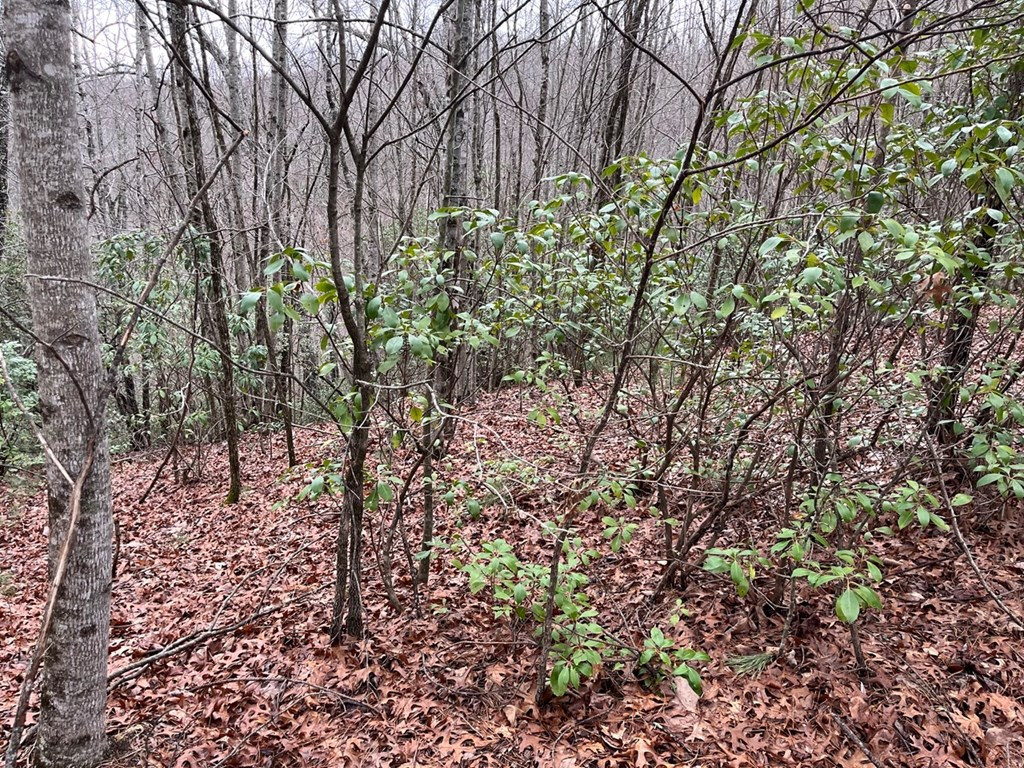 19 Lots Crockett Property Photo 44