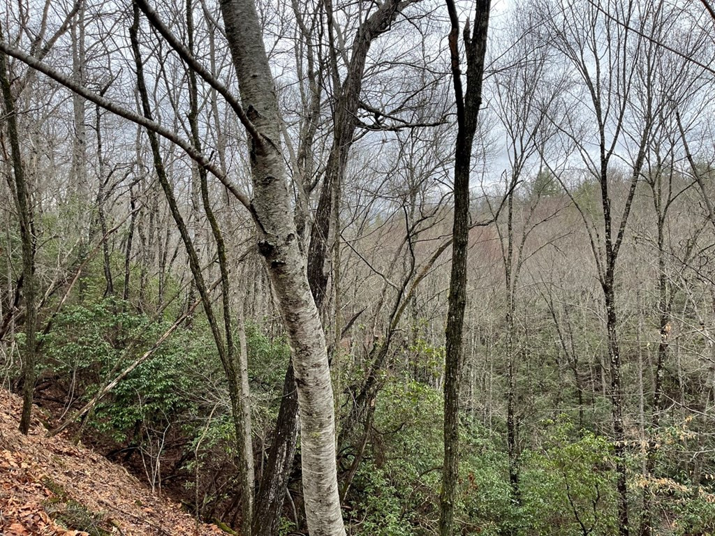 19 Lots Crockett Property Photo 58