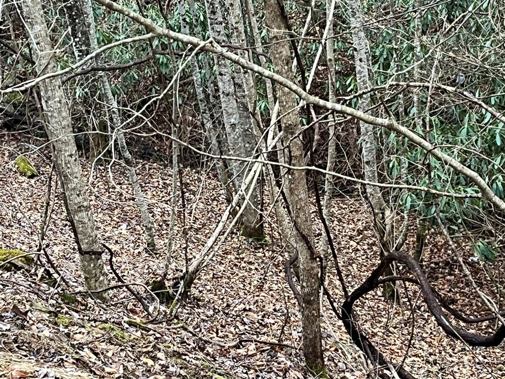 19 Lots Crockett Property Photo 60