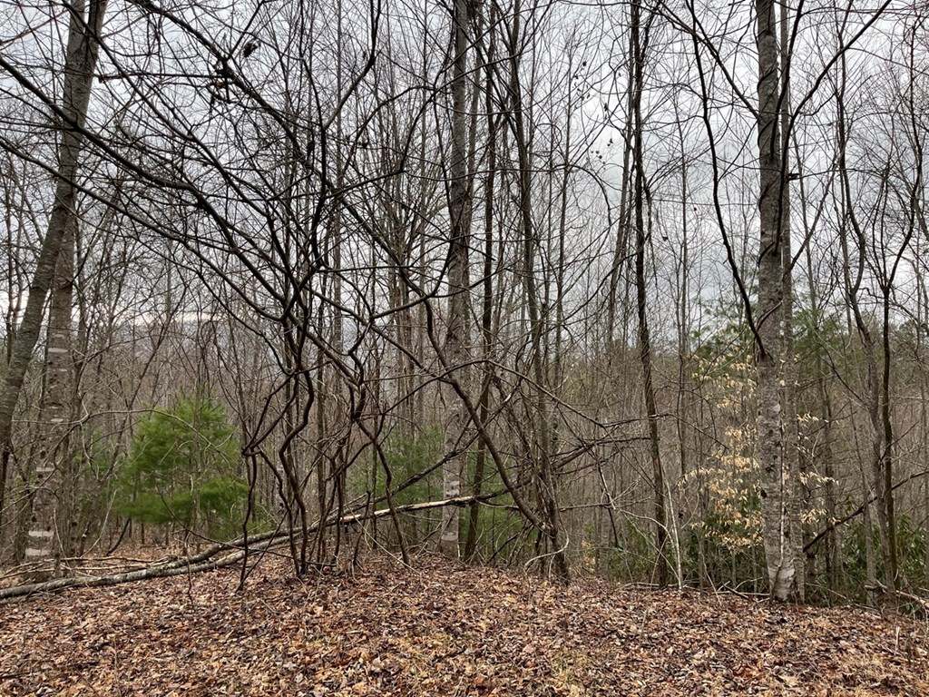 19 Lots Crockett Property Photo 66