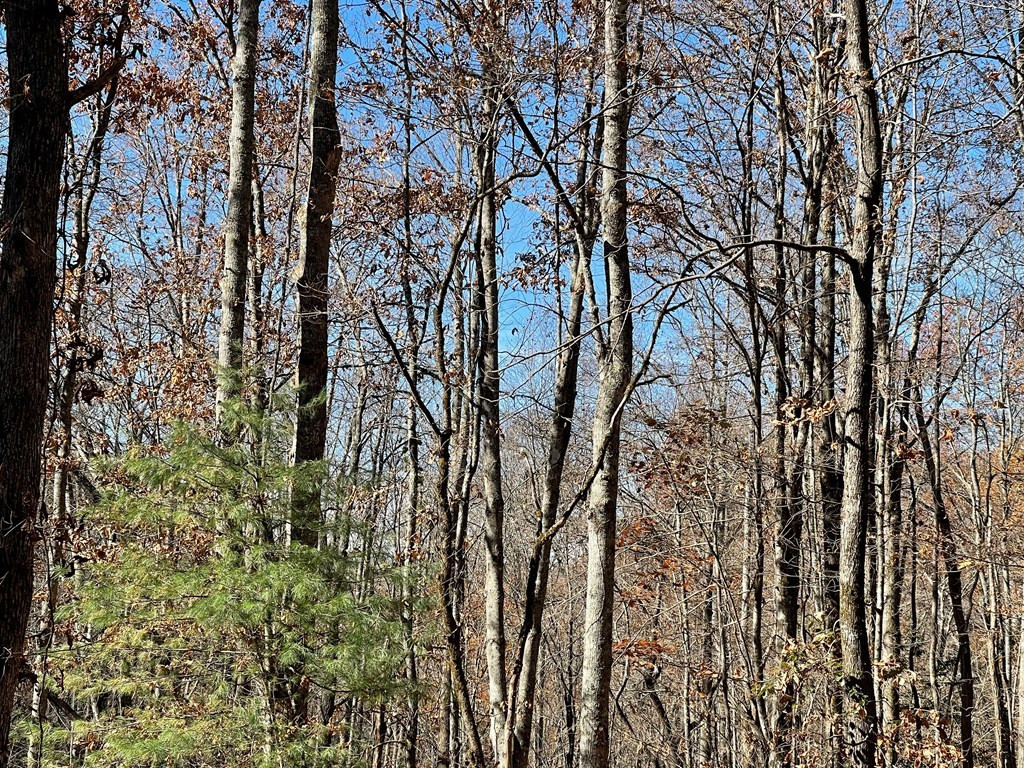 Tbd 69j + Ashe Knob Drive Property Photo 4