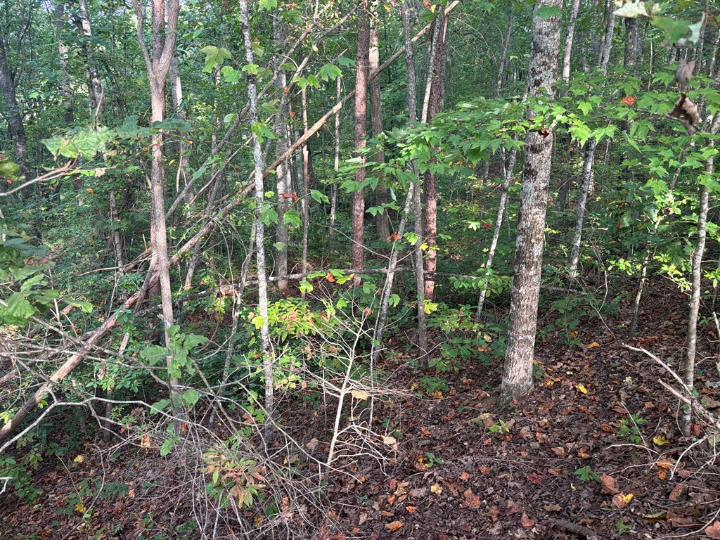 Lot 7 7 Madison Lane Property Photo 11