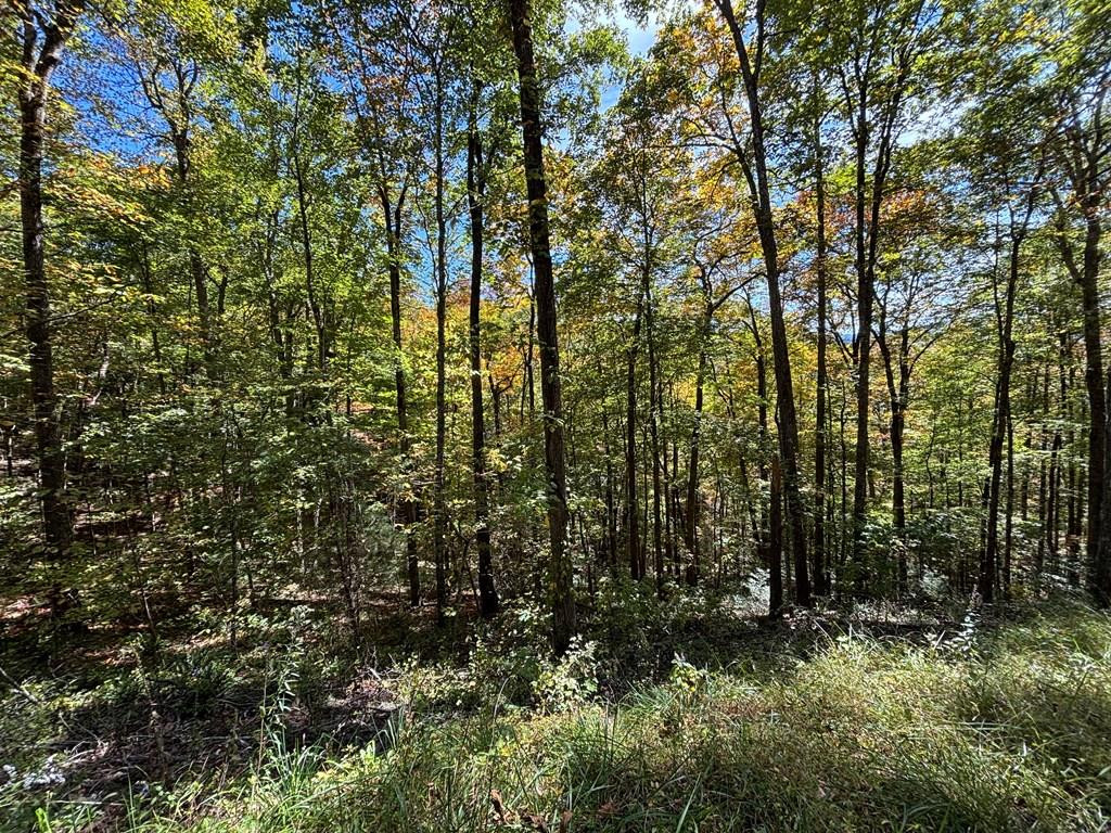 Lots 3 & 4 2&3 Holly Ridge Road Property Photo 1
