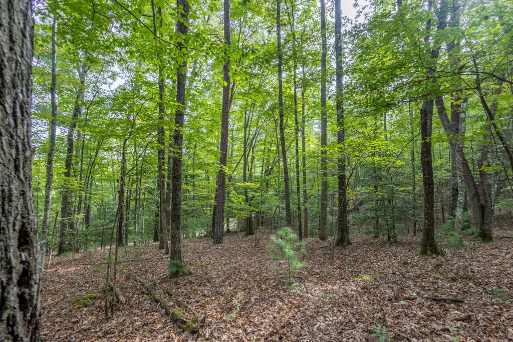 2 Ac 6 Horvath Road Property Photo 3