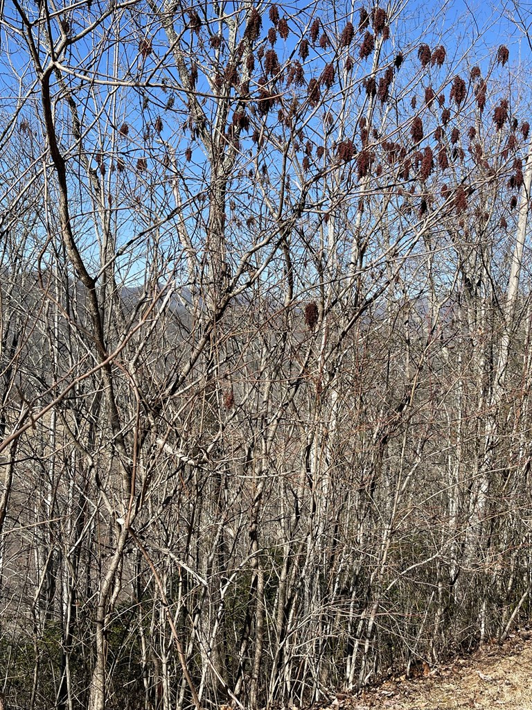 Lot 29j 29j Ash Branch Rd Property Photo 2