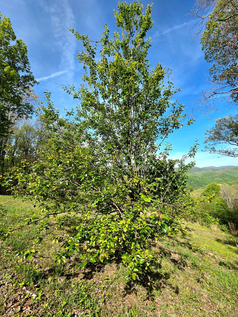 795 Porterfield Gap Road Property Photo 38