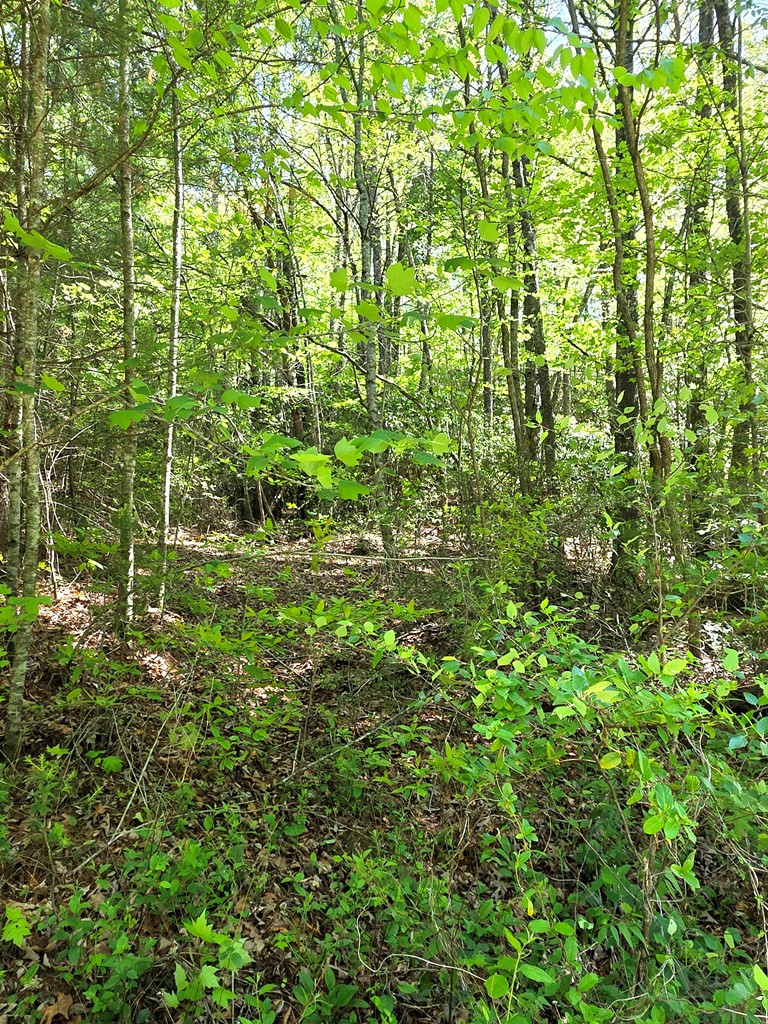 00 Vincent Colvin Road Property Photo 4