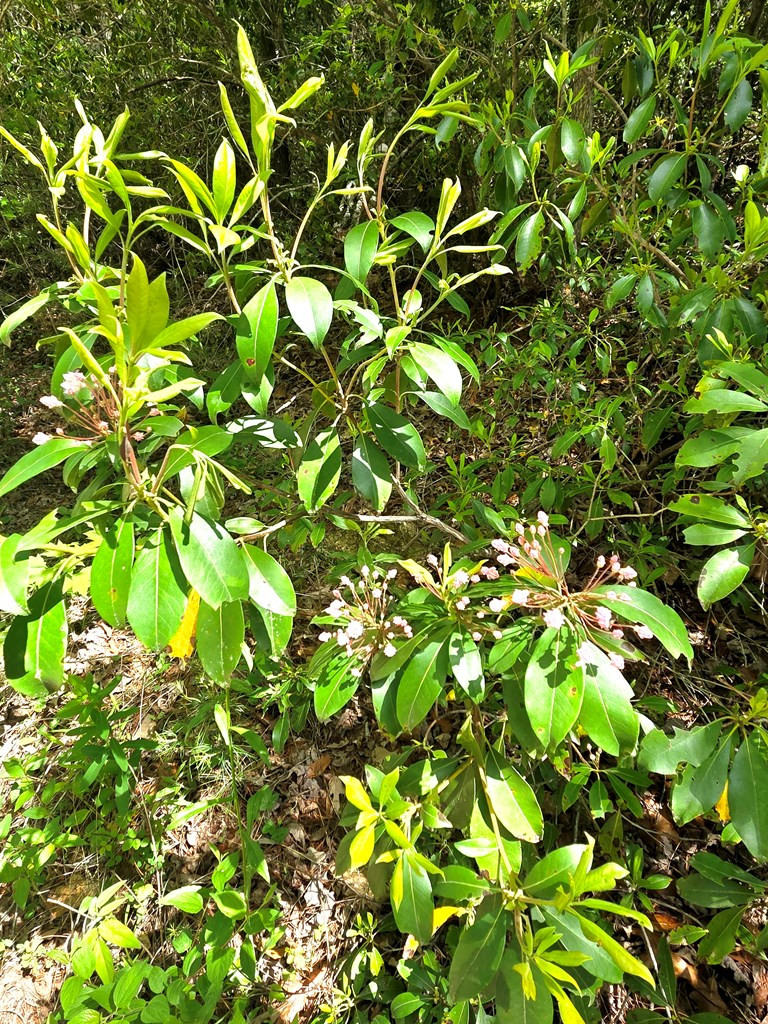 00 Vincent Colvin Road Property Photo 12