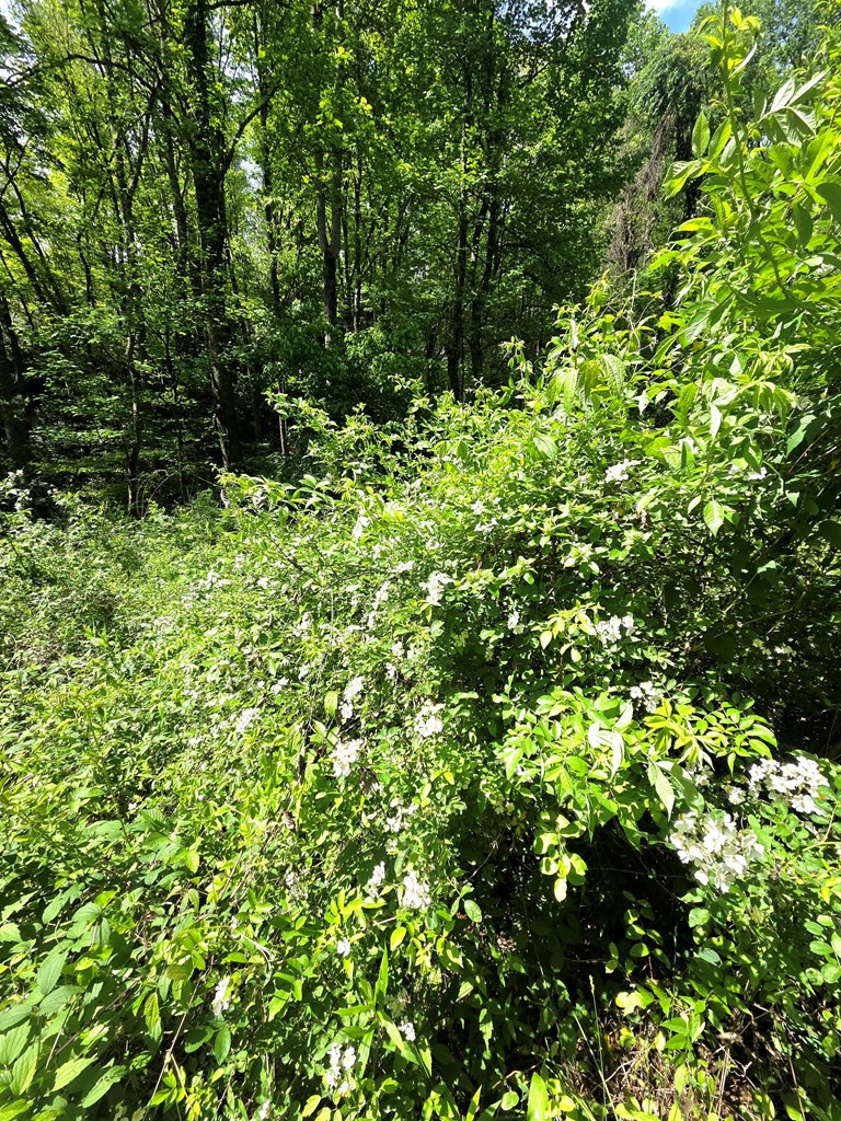00 Vincent Colvin Road Property Photo 16