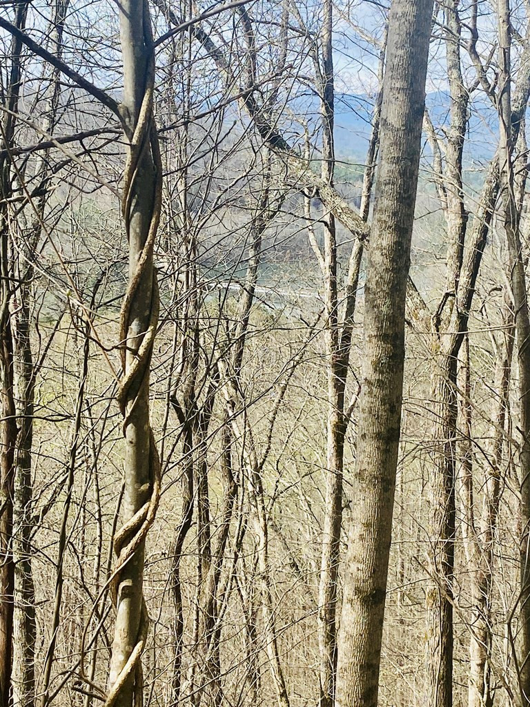 26 Hidden Falls Trail Property Photo 4