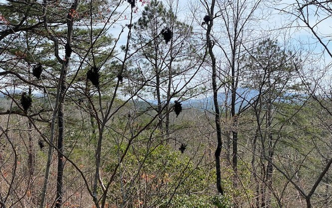 Lot 28 28 Brasstown Trails Property Photo 6