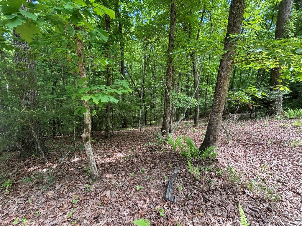 Lot 1b Forest Lane Property Photo 6