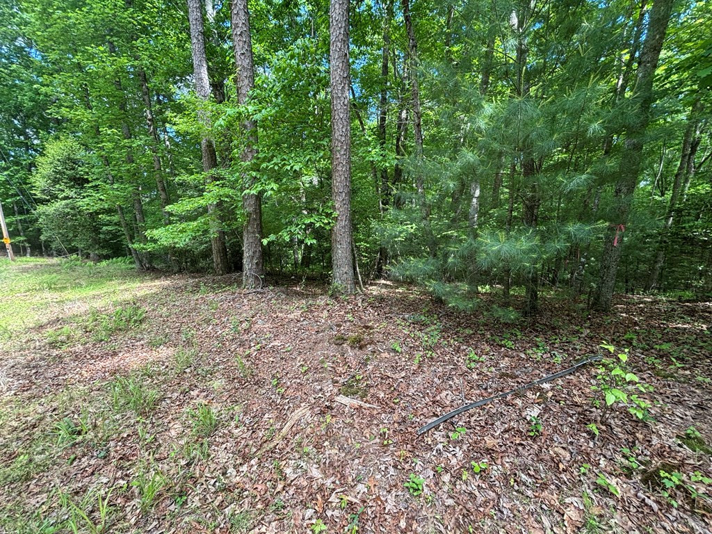 Lot 1b Forest Lane Property Photo 7