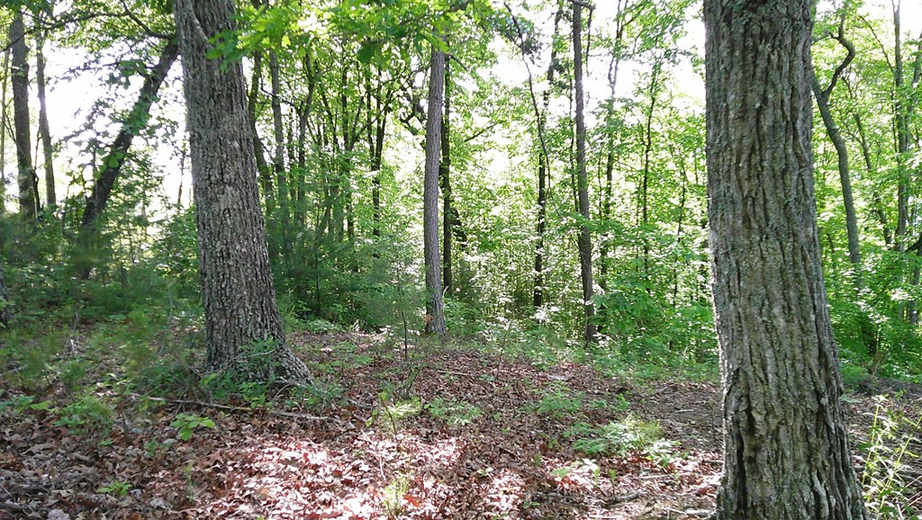 Lot 8 8 Fain Peak Property Photo 4