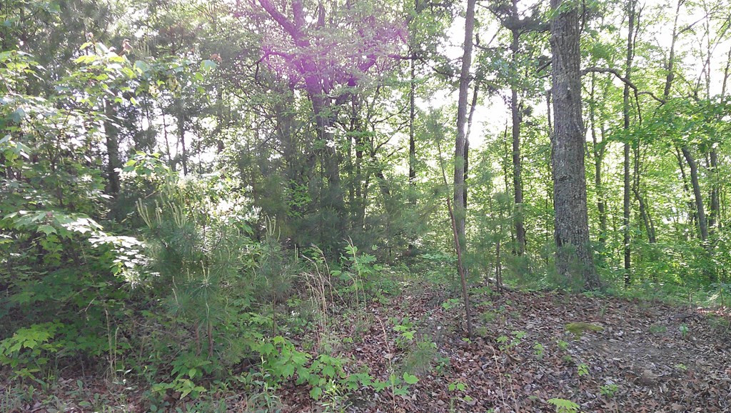 Lot 8 8 Fain Peak Property Photo 5