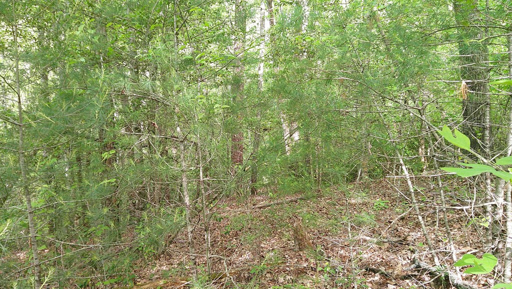 Lot 9 9 Mcdonald Road Property Photo 11