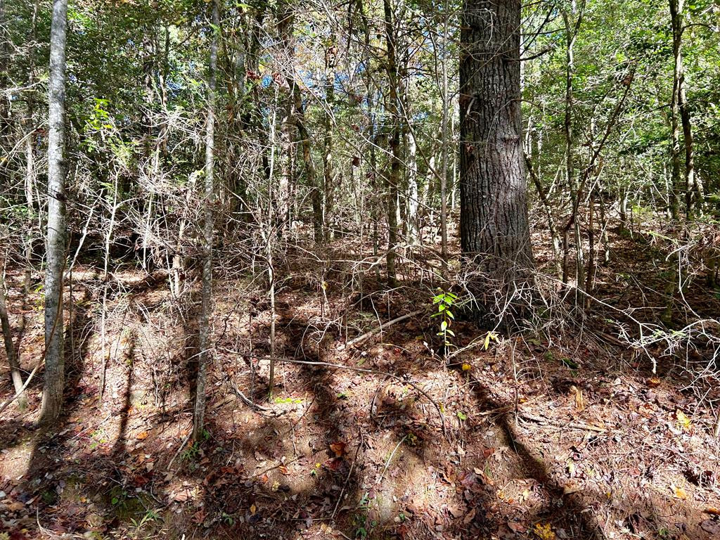 Lot 6 Beaverdam Loop