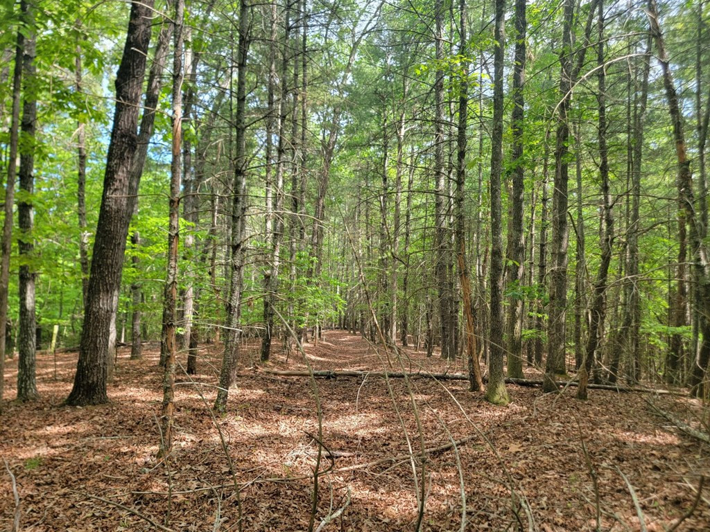 44 Sugar Maple Road Property Photo 8
