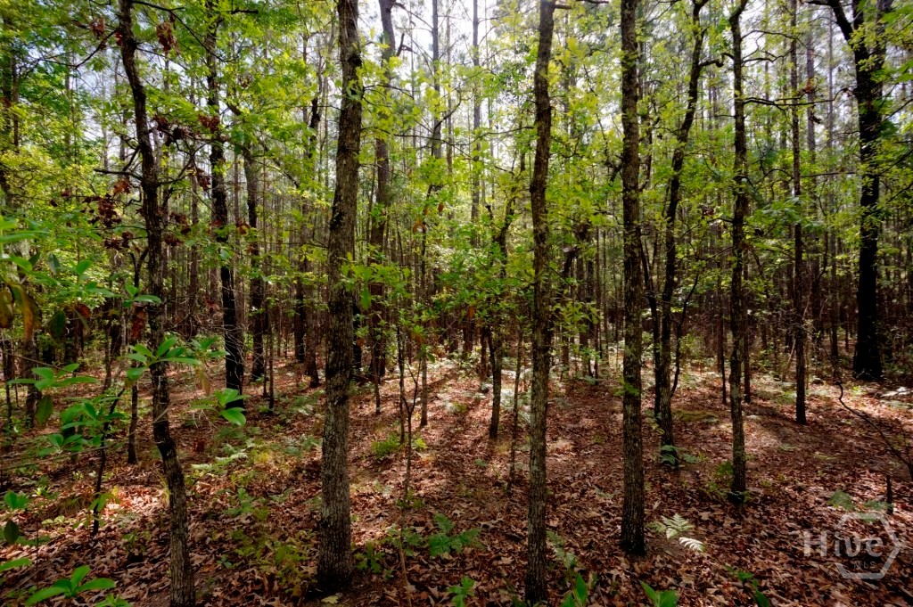 5391 Big Pine Road Property Photo 42