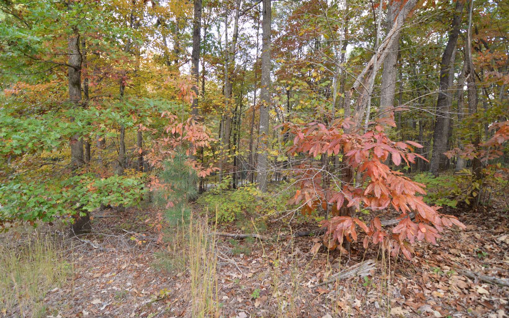 Lot 1 Serenity Ridge Lane Property Photo 9