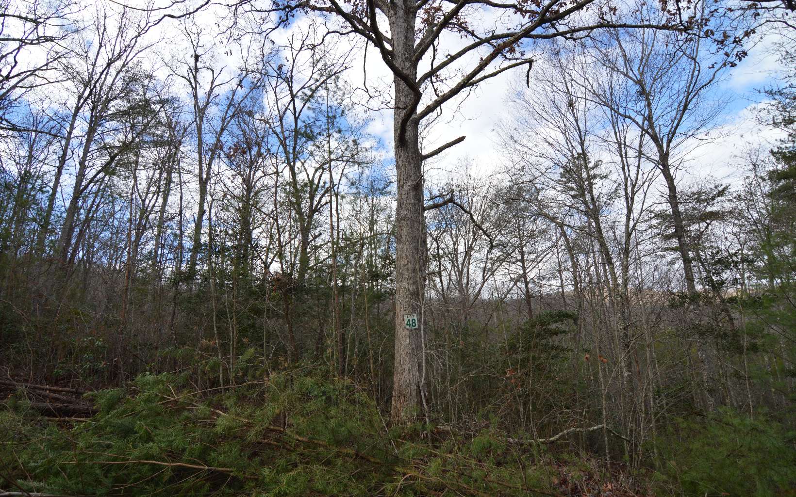 Lot 48 Laurel Brooke Property Photo 4