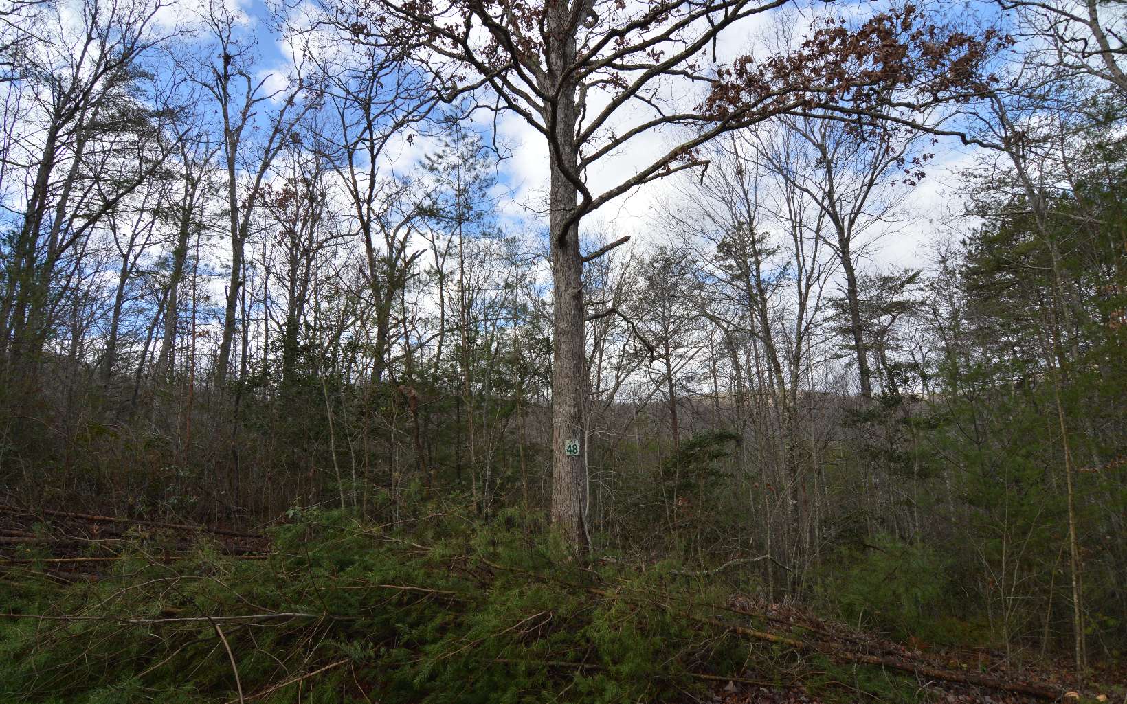 Lot 48 Laurel Brooke Property Photo 7
