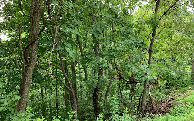 Lot 50a Eagles View Property Photo 8