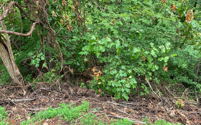 Lot 50a Eagles View Property Photo 13